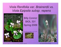 Attēlu rezultāti vaicājumam “Viola epipsila”