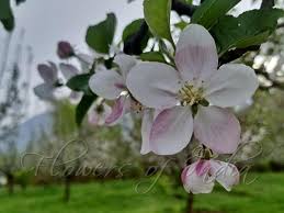 Attēlu rezultāti vaicājumam “Malus domestica flower”