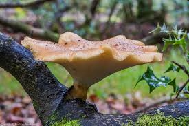 Attēlu rezultāti vaicājumam “Polyporus tuberaster”