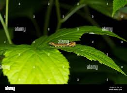 Attēlu rezultāti vaicājumam “Thyatira batis larva”