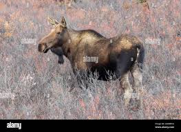 Image result for xbmc alaska