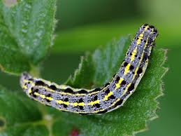 Attēlu rezultāti vaicājumam “Orthosia miniosa imago”