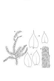 Attēlu rezultāti vaicājumam “Eurhynchium hians”