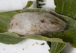 Attēlu rezultāti vaicājumam “Lymantria monacha pupa”