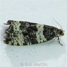 Attēlu rezultāti vaicājumam “Orthotaenia undulana”