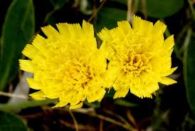 Image result for Hieracium pilosella