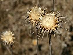 Attēlu rezultāti vaicājumam “Silybum marianum fruit”