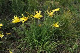 Attēlu rezultāti vaicājumam “Hemerocallis lilioasphodelus”