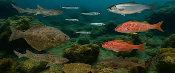 Image result for Chelon saliens