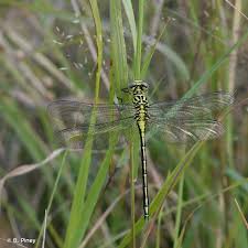 Attēlu rezultāti vaicājumam “Gomphus flavipes”