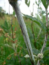 Attēlu rezultāti vaicājumam “Erysiphe galeopsidis”