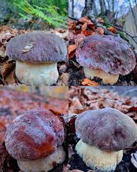 Attēlu rezultāti vaicājumam “Boletus pinophilus”