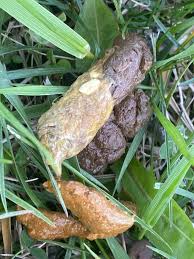 Image result for cestoda excrement dog