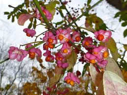 Attēlu rezultāti vaicājumam “Euonymus europaeus bud”