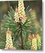 Attēlu rezultāti vaicājumam “Pinus sylvestris female flower”