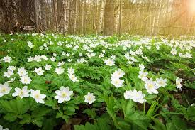 Attēlu rezultāti vaicājumam “Anemone nemorosa bud”