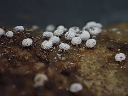 Attēlu rezultāti vaicājumam “Didymium clavus”