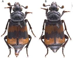 Attēlu rezultāti vaicājumam “Nicrophorus investigator”