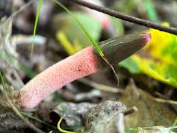 Attēlu rezultāti vaicājumam “Mutinus ravenelii”