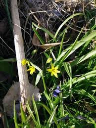 Attēlu rezultāti vaicājumam “Gagea lutea bud”