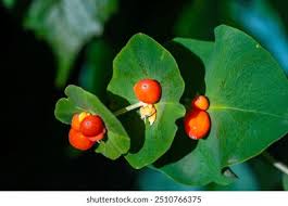 Attēlu rezultāti vaicājumam “Lonicera caprifolium fruit”