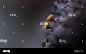 Attēlu rezultāti vaicājumam “Hemitrichia decipiens spores”