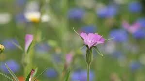 Image result for Kornrade