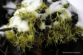 Attēlu rezultāti vaicājumam “Syntrichia papillosa”