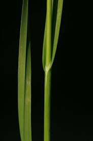 Attēlu rezultāti vaicājumam “Allium scorodoprasum leaf”