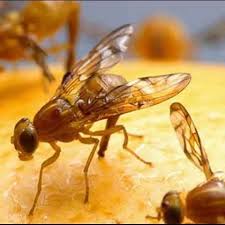 Attēlu rezultāti vaicājumam “Tephritidae”