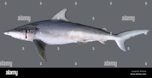 Image result for Carcharhinus isodon