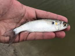 Image result for Mugil curema