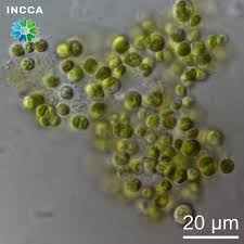 Attēlu rezultāti vaicājumam “Chaenotheca chlorella”