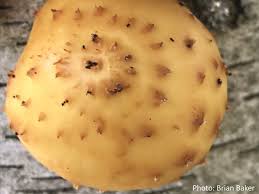 Attēlu rezultāti vaicājumam “Pholiota aurivella”