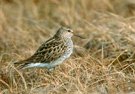 Image result for Calidris minutilla