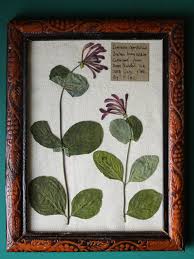 Attēlu rezultāti vaicājumam “Lonicera caprifolium”