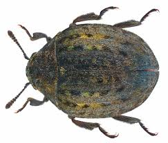 Attēlu rezultāti vaicājumam “Byrrhidae”