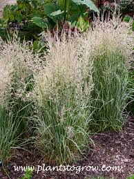Attēlu rezultāti vaicājumam “Calamagrostis arundinacea leaf”