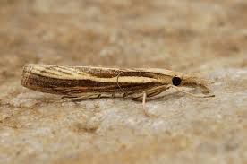 Attēlu rezultāti vaicājumam “Agriphila tristella”