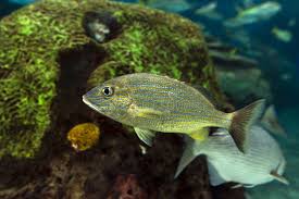 Image result for Haemulon sciurus