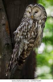 Attēlu rezultāti vaicājumam “Strix uralensis adult”