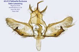 Attēlu rezultāti vaicājumam “Tetheella fluctuosa”