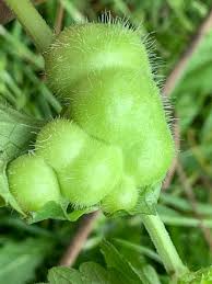 Attēlu rezultāti vaicājumam “Liposthenes glechomae”