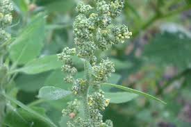 Attēlu rezultāti vaicājumam “Chenopodium album flower”