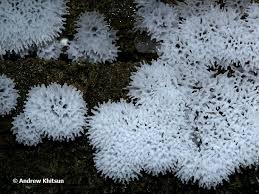 Attēlu rezultāti vaicājumam “Ceratiomyxa fruticulosa young”