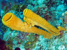 Attēlu rezultāti vaicājumam “Tubifera applanata”