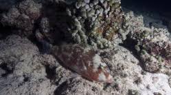 Image result for Scarus rubroviolaceus