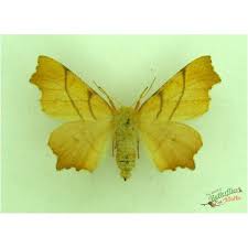 Attēlu rezultāti vaicājumam “Spiris striata”