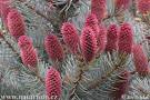 <b>Picea</b> pungens
