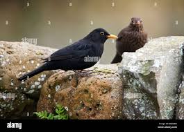 Attēlu rezultāti vaicājumam “Turdus merula male”